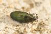 Aulacobaris coerulescens